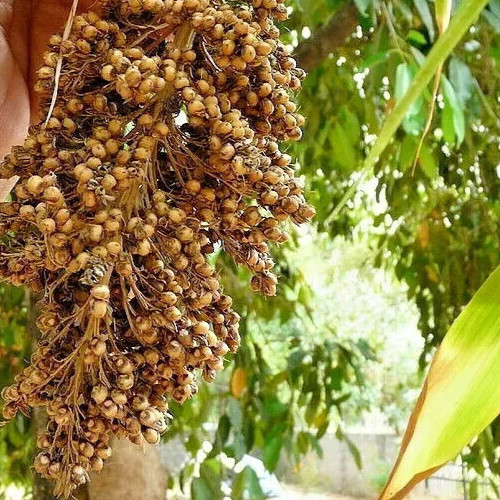 ROX ORANGE, SORGHUM CANE SYRUP SEEDS, 1oz, Waconia, Non-GMO S&H with Tracking #