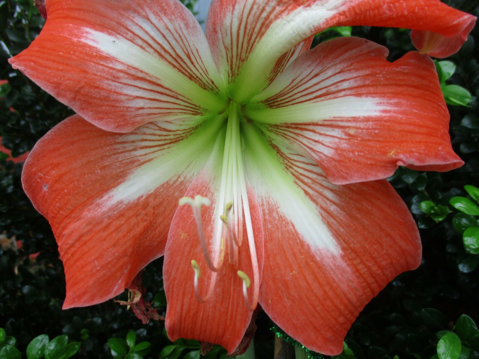 1 Amaryllis bulb Sunny Day Hippeastrum Plant 12-14 cm circumference hybrid