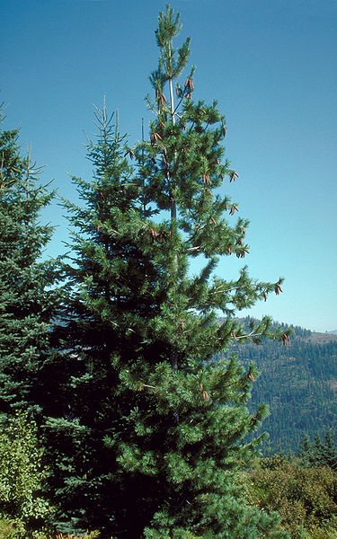 Western White Pine, Pinus monticola, Tree Seeds (Fast, Hardy, Fragrant, Bonsai)
