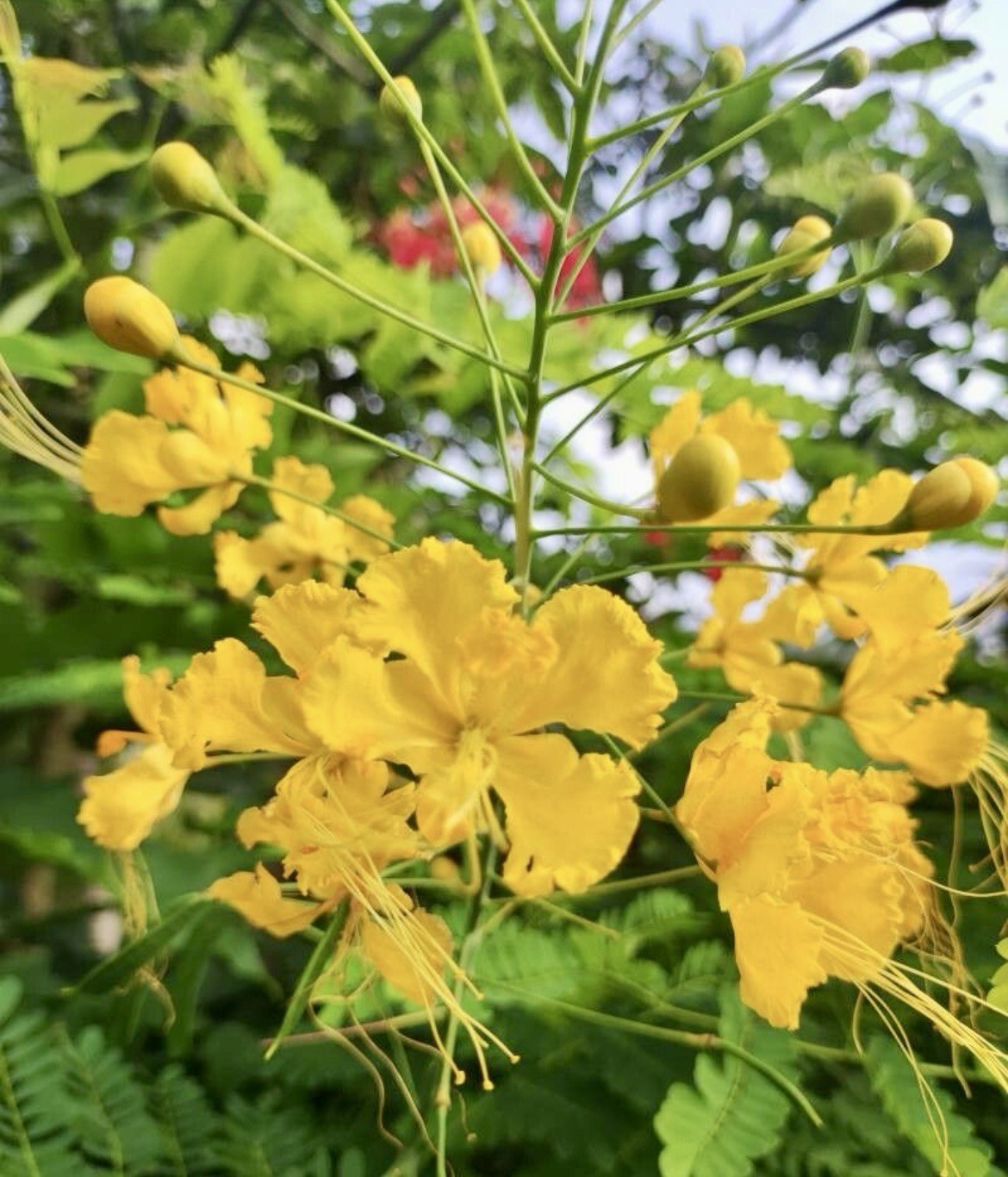 Yellow Pride of Barbados, Caesalpinia Pulcherrima – 10 Seeds 2025 – USA