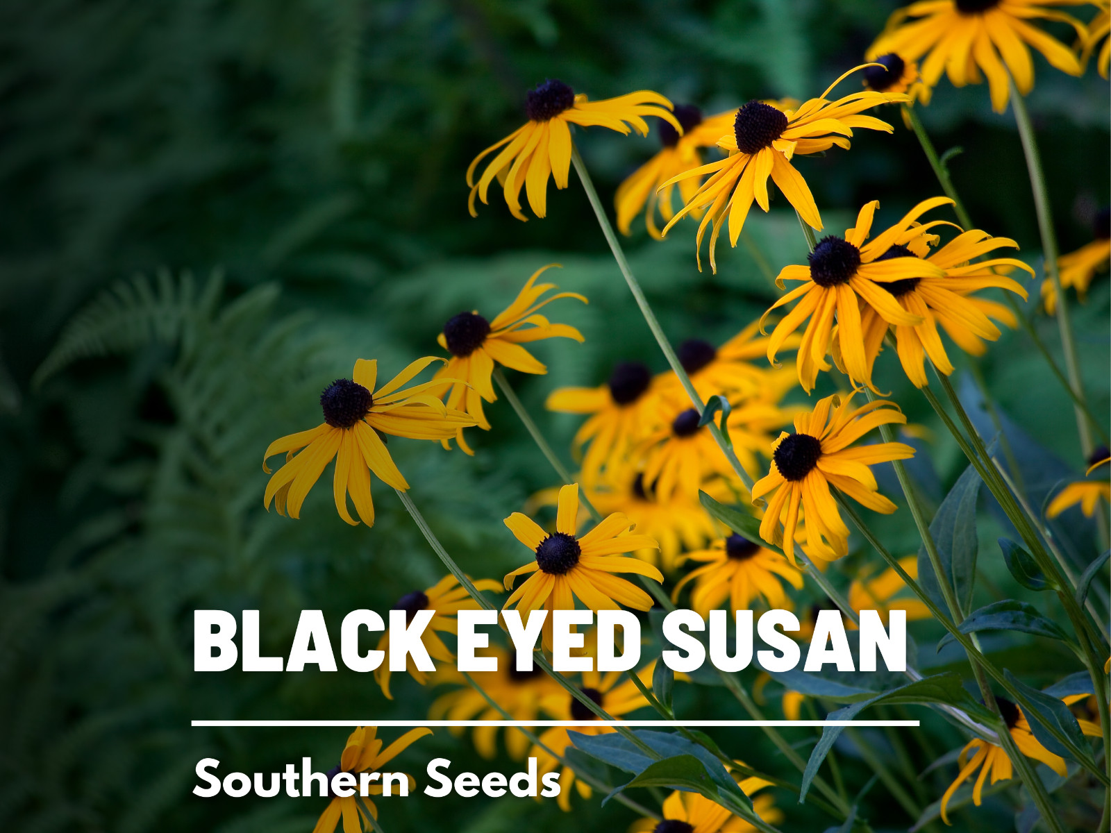 Black-Eyed Susan – Heirloom Seeds – US Native Wildflowers (Rudbeckia hirta)