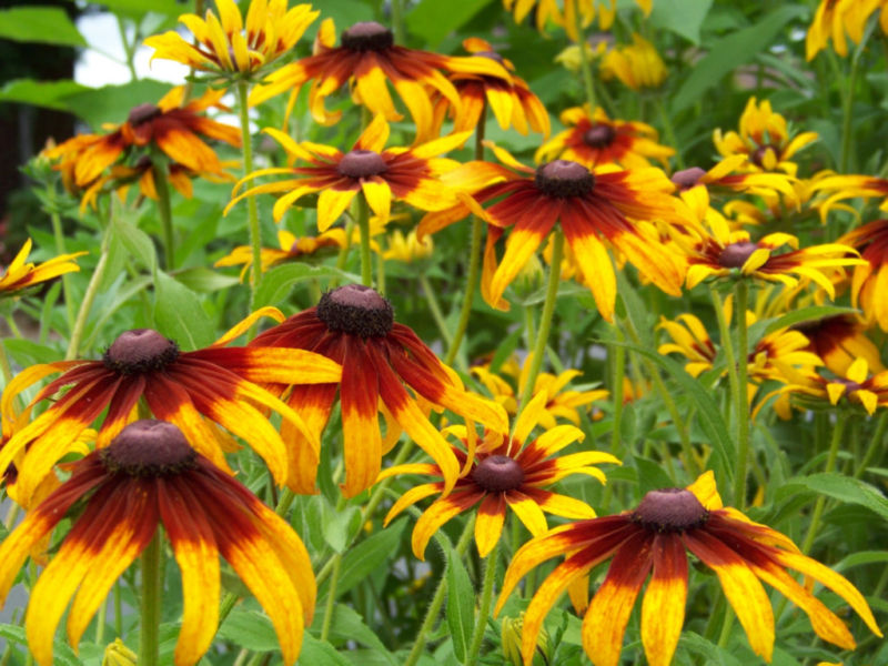 470 SEEDS – daisy GLORIOSA PERENNIAL FLOWER GroCo USA – BUY 15-SHIPS FREE