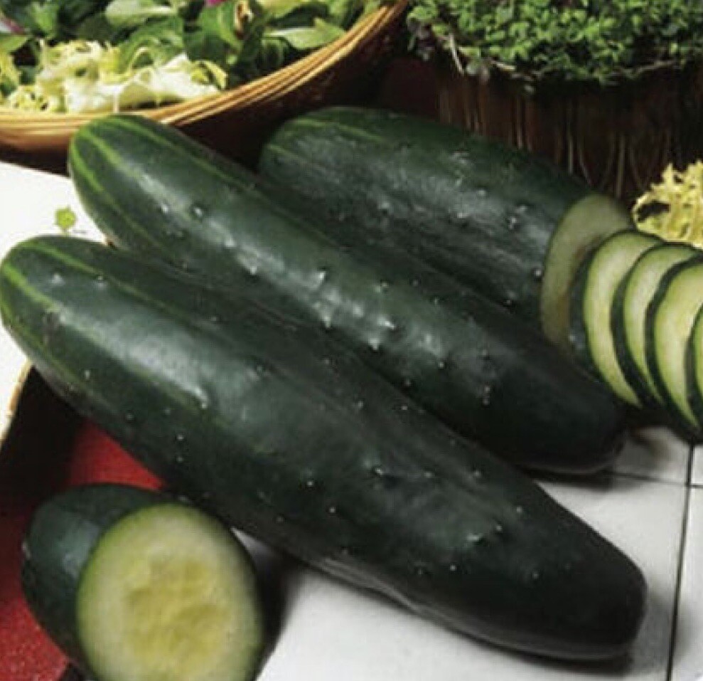 50+ Cucumber Seeds – Marketer | Vegetable Garden Pickling NON-GMO USA