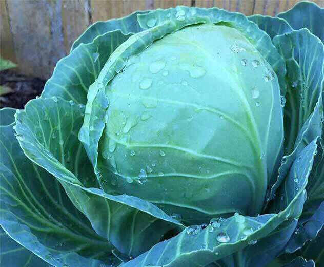 SCARBOROUGH SEEDS Golden Acre Cabbage 500 Seeds Heirloom Non GMO Garden Seeds