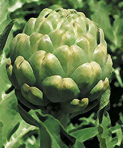 200 Green Globe Artichoke Seeds Garden Starts Nursery