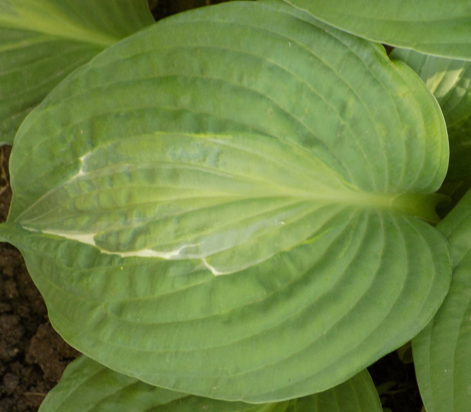 Lot of 4 Hosta STRIPTEASE!