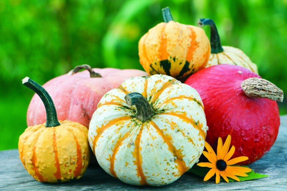 60+ Small Ornamental Gourd Mix Seeds – Heirloom – NON GMO – FRESH