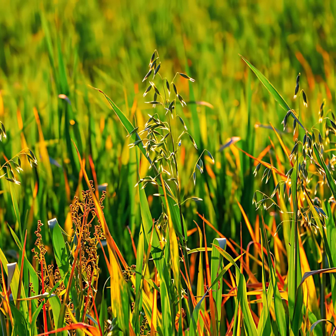 Fresh Premium Oat Plant Seeds | Organic | Hulless | Heirloom Non-GMO | Grains