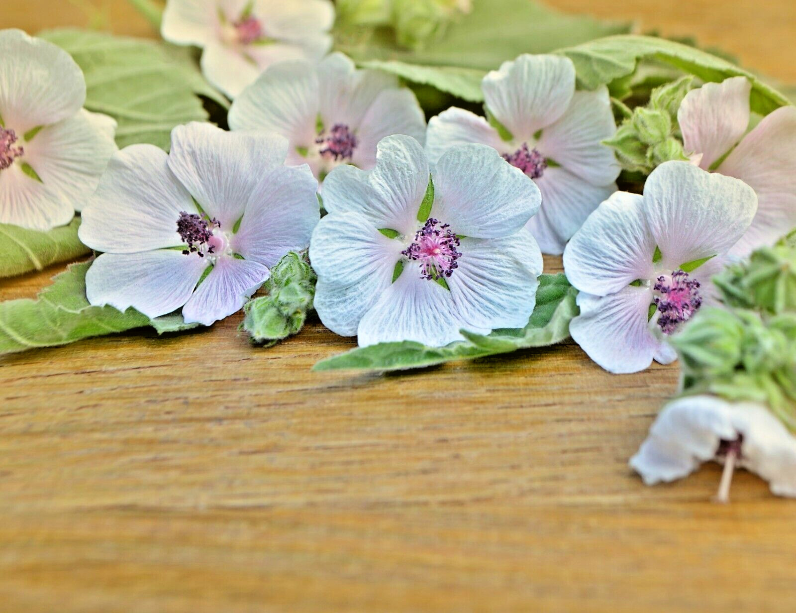 true Marshmallow 50 seeds. Georgius light pink flowers. Althaea officinalis.
