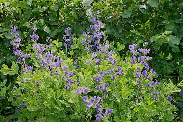 BLUE FALSE INDIGO 50 SEEDS, BAPTISIA AUSTRALIS, SUPER HARDY ZONE 3-10