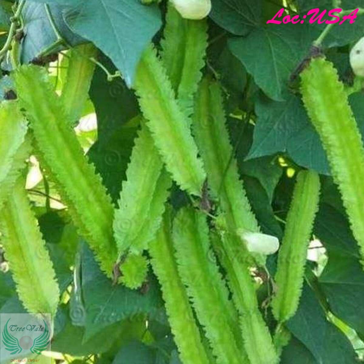 WINGED BEAN SEEDS, ĐẬU RỒNG, DARA DHAM BALA manila GOA, DRAGON BEAN SEEDS