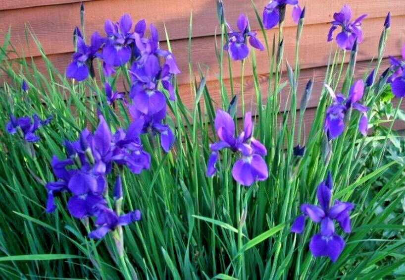40 Siberian Iris Seeds Sibirica Perennial Purple Flowers
