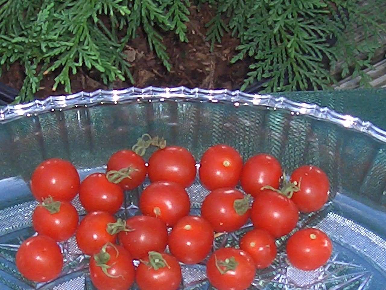 Texas Wild Cherry Heirloom Tomato 100 Wholesale Seeds & 2 Packs of Free Seeds