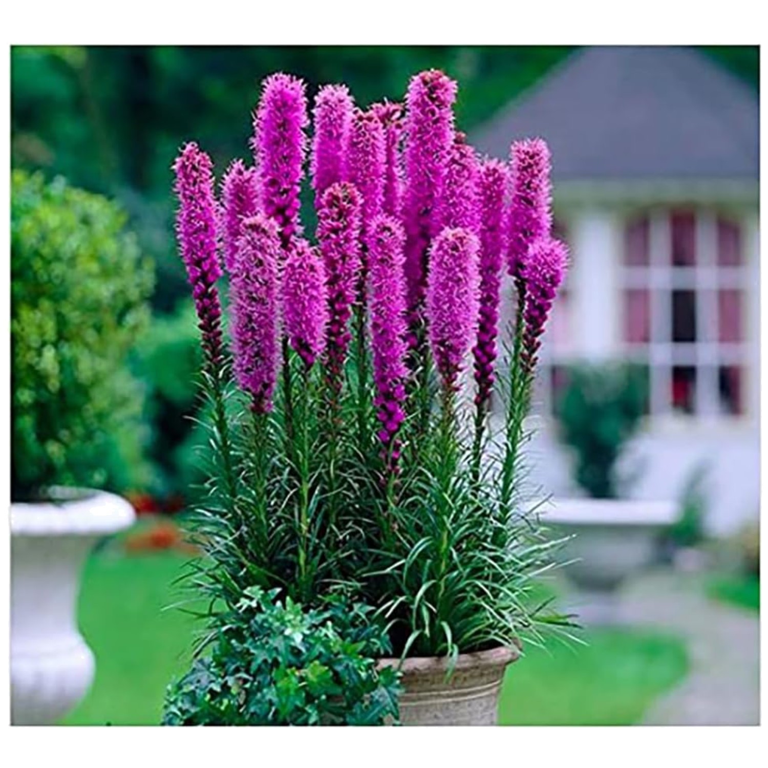 Liatris Spicata Perennial – 10 Bulbs – Purple Blooms