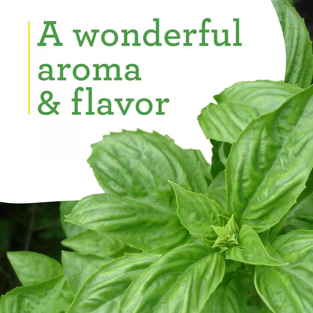 19 Oz. Sweet Basil Herb Plant (2-Pack)