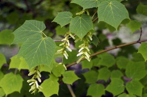 Manchurian Striped Maple, (Snake Bark), Acer tegmentosum, Tree Seeds