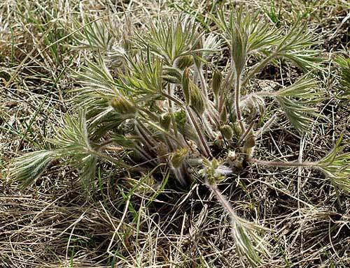 Pulsatilla patens var. wolfgangiana | May Day Flower | Pasque Flower | 50 Seeds
