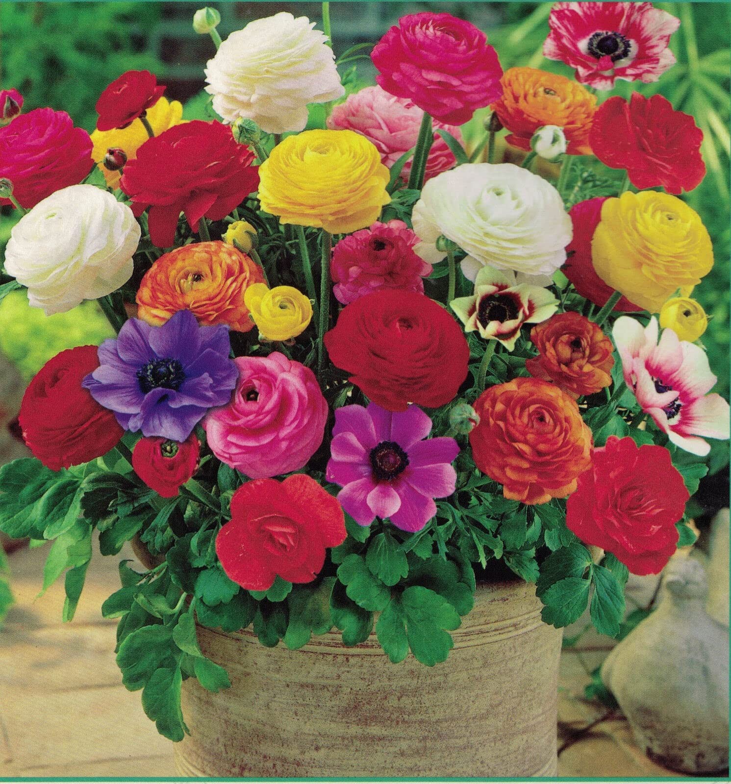 Grand Freesia & Ranunculus Flower Bulbs – Set of 22 Ranunculus & Freesia Flow…