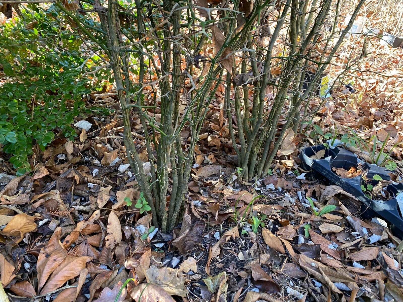Hedge Apple tree 20″ in container with free orange tree