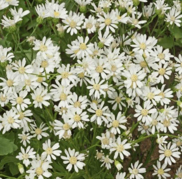 ASTER, WHITE UPLAND Perennial Xeriscape Full Sun Fall Blooms Non-GMO 200 Seeds