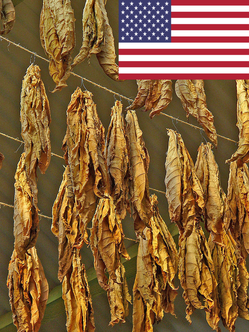 1000 Nicotiana rustica Tobacco Seeds – Aztec Tobacco – Sacred Tobacco