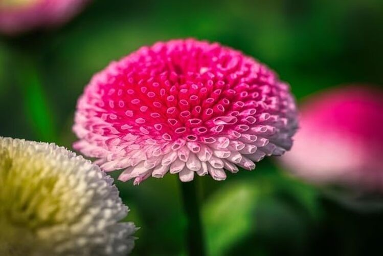 English Daisy Seeds – 300+ Bellis perennis Pompon Mix, Non-GMO Heirloom,
