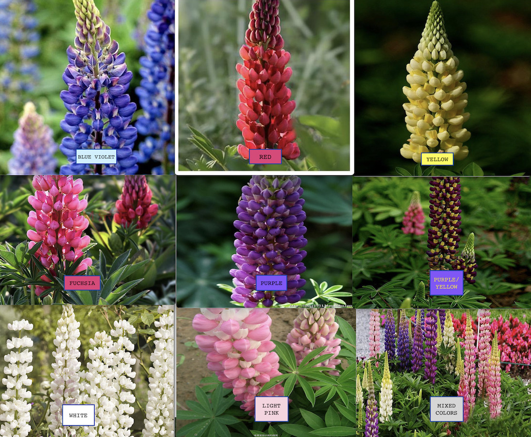 20 SEEDS LUPINE lupin lupinus for germination flowering bloom exotic garden bed