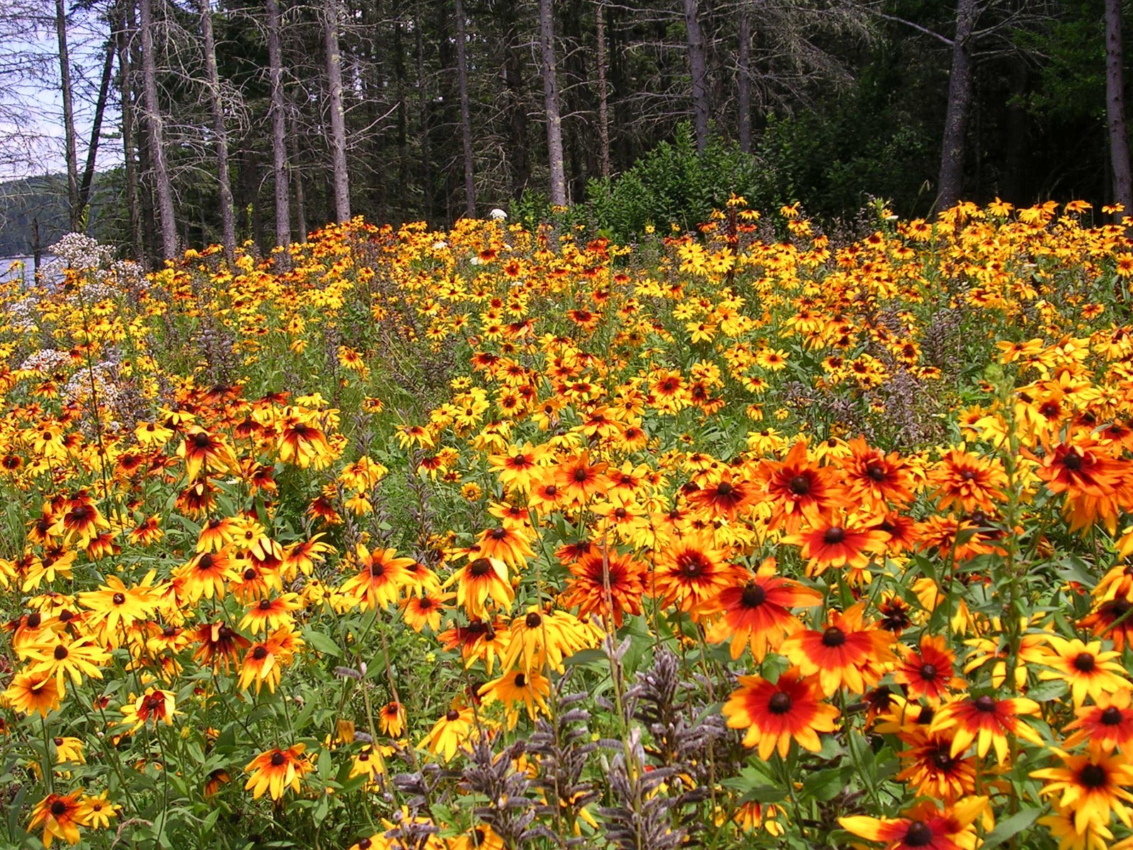 2000+GLORIOSA DAISY Seeds Native Wildflower Deer Proof Flower Garden Container
