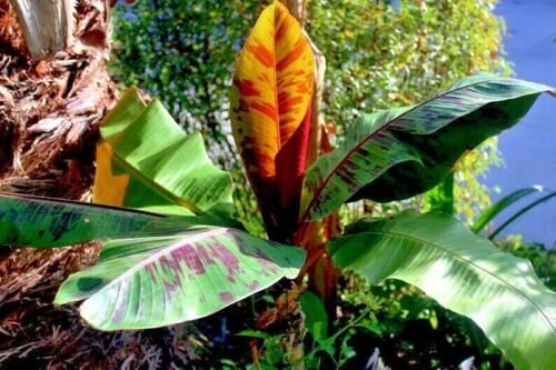10 Red Tiger Darjeeling Banana Plant Tree Seeds (Musa sikkimensis) Hardy-Zone 5