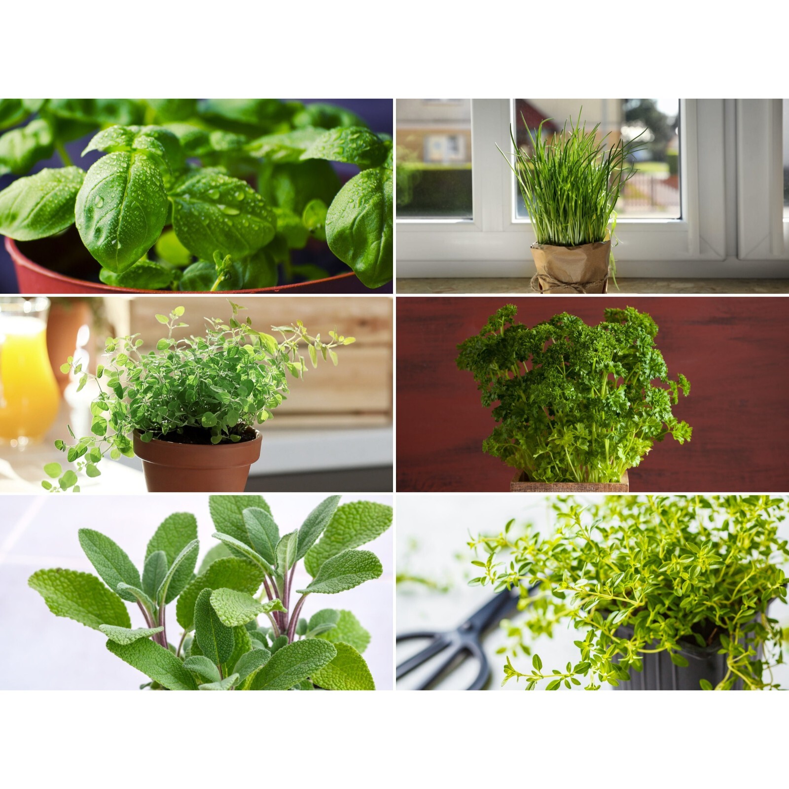 Windowsill Herb Seed Collection – 6 Culinary Herbs – Heirloom – Non-GMO