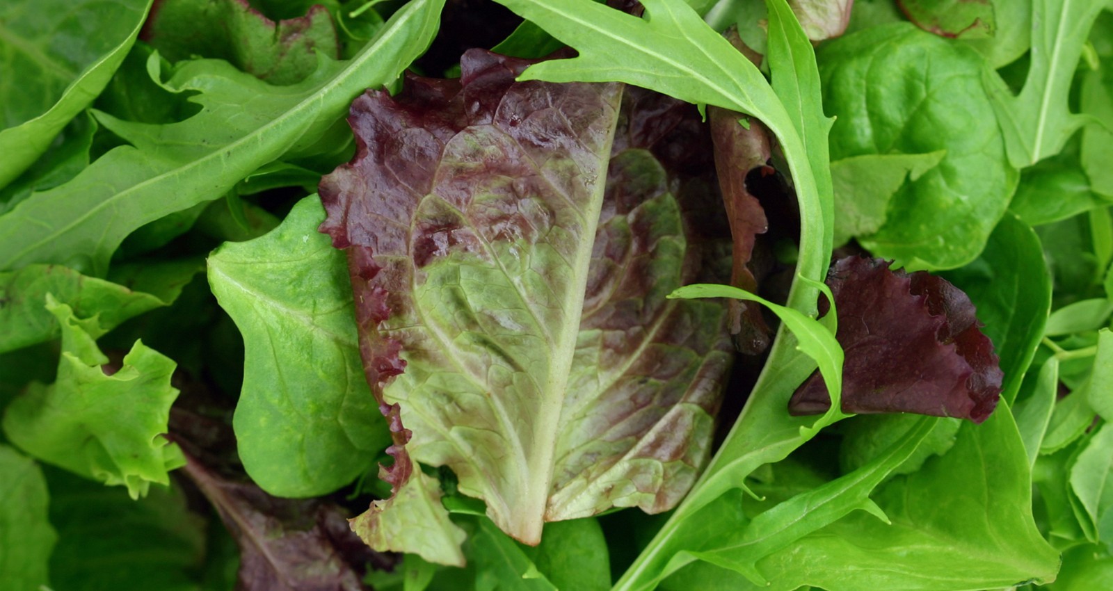 Organic Mesclun Italian Misticanza mix Seed 6 gram approx 3000ct USA Produced