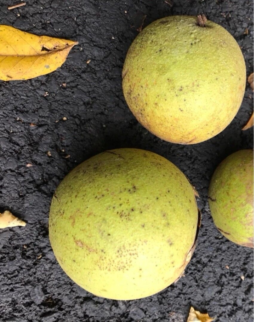 20 Dehusked Black Walnuts (Juglans Nigra) Float Tested 2024 Native