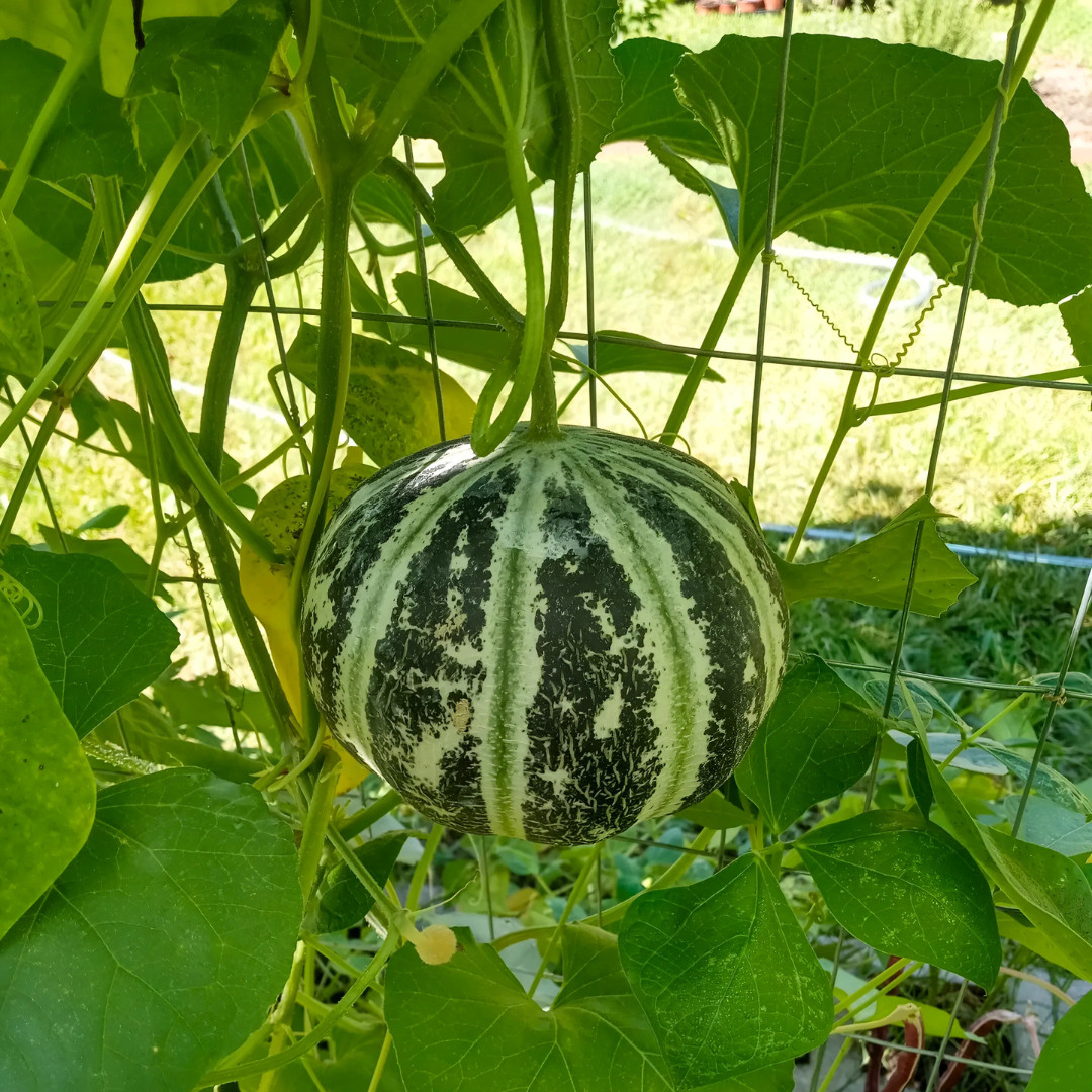 Fresh Kajari Melon Seeds | Dheli Melon | Heirloom Non-GMO | Fresh Fruit Seeds