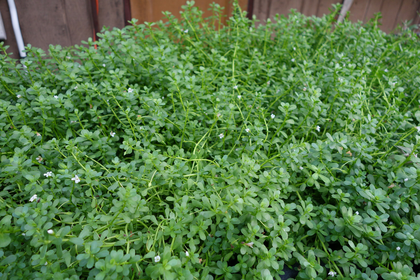 75 REAL Bacopa Monnieri SEEDS – Aquarium Aquatic Pond Plant Brahmi Water Hyssop