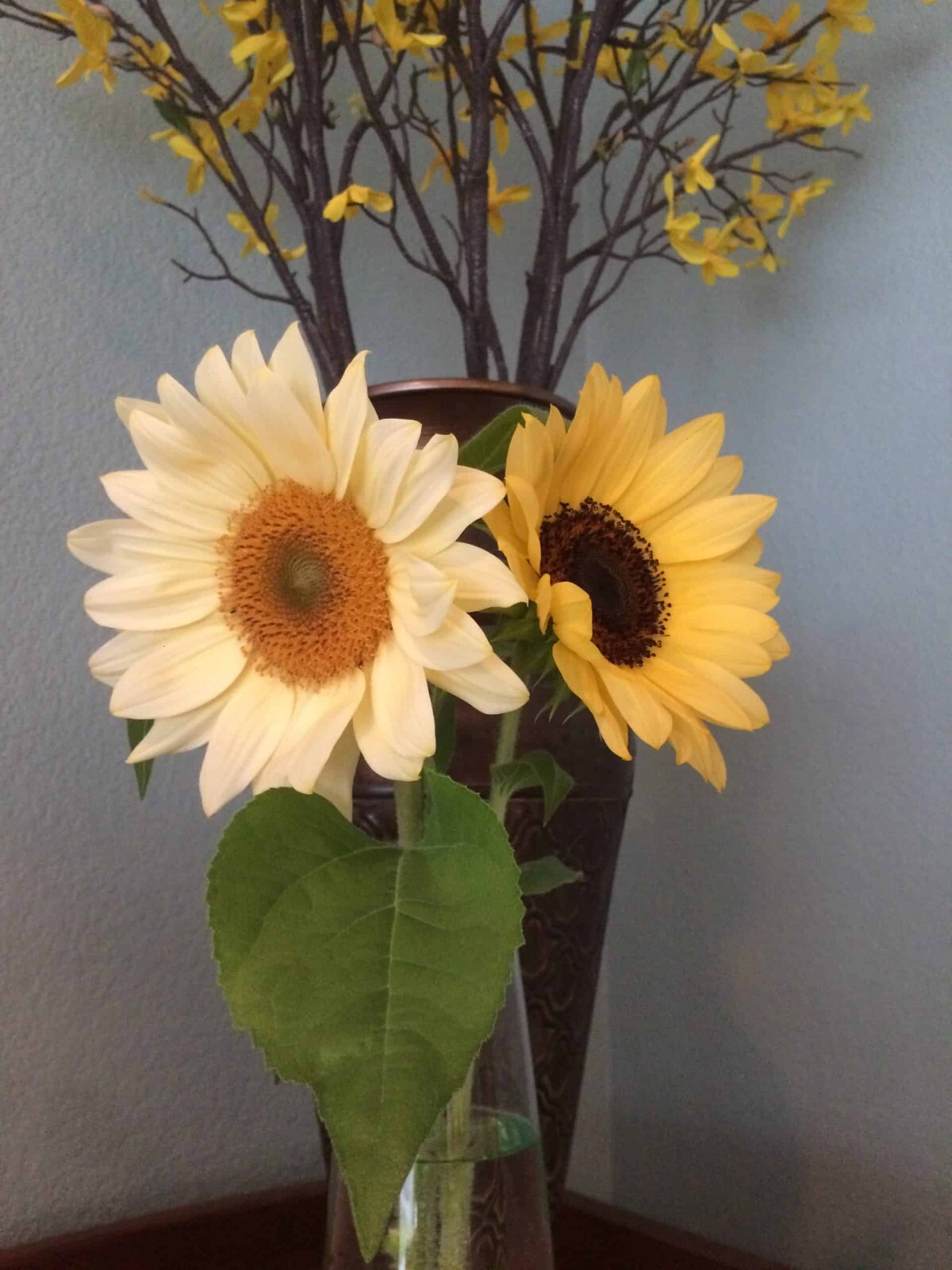 20 Peach ProCut Sunflower Seeds, Annual, NON GMO, A NEW & UNIQUE COLOR