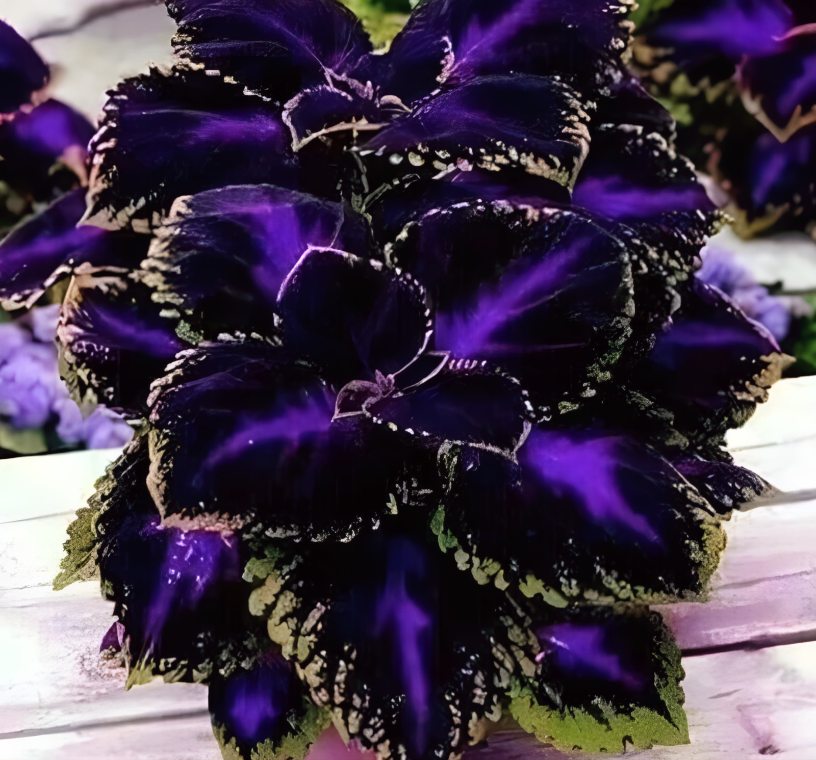 35+ Black Purple Coleus Seeds – Bold Foliage Plant – Easy-to-Grow for Garden or