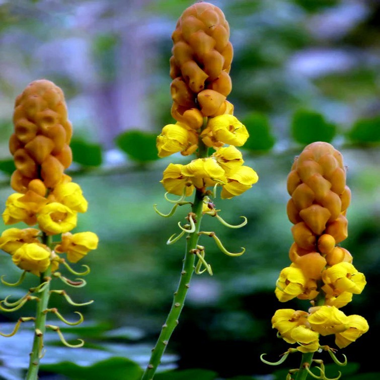 20 CANDLE BUSH SEEDS Cassia Alata Senna Tree Plant “Flowers Attract Butterflies”