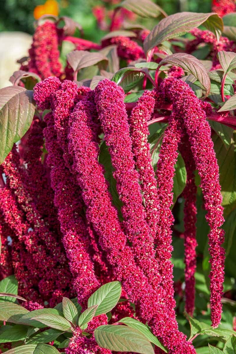2500+ Love Lies Bleeding Amaranthus Seeds – Drought Tolerant – Dried Flowers