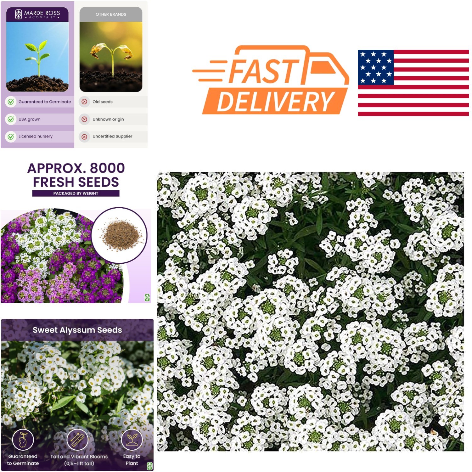 8000 Non GMO Sweet Alyssum Seeds Carpet of Snow For Spring to Summer Blooms