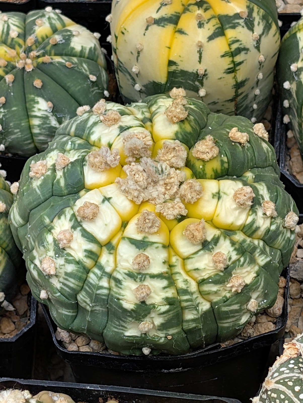 Astrophytum asterias “Mixed Cultivar” 100 Seeds