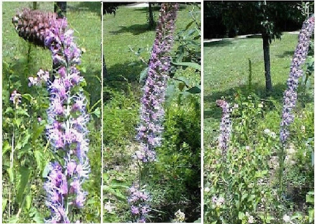 LOTS OF VARIETY OF 8 DIFFERENT KINDS OF FLOWER SEEDS GREAT DEAL! #25 USA Seller