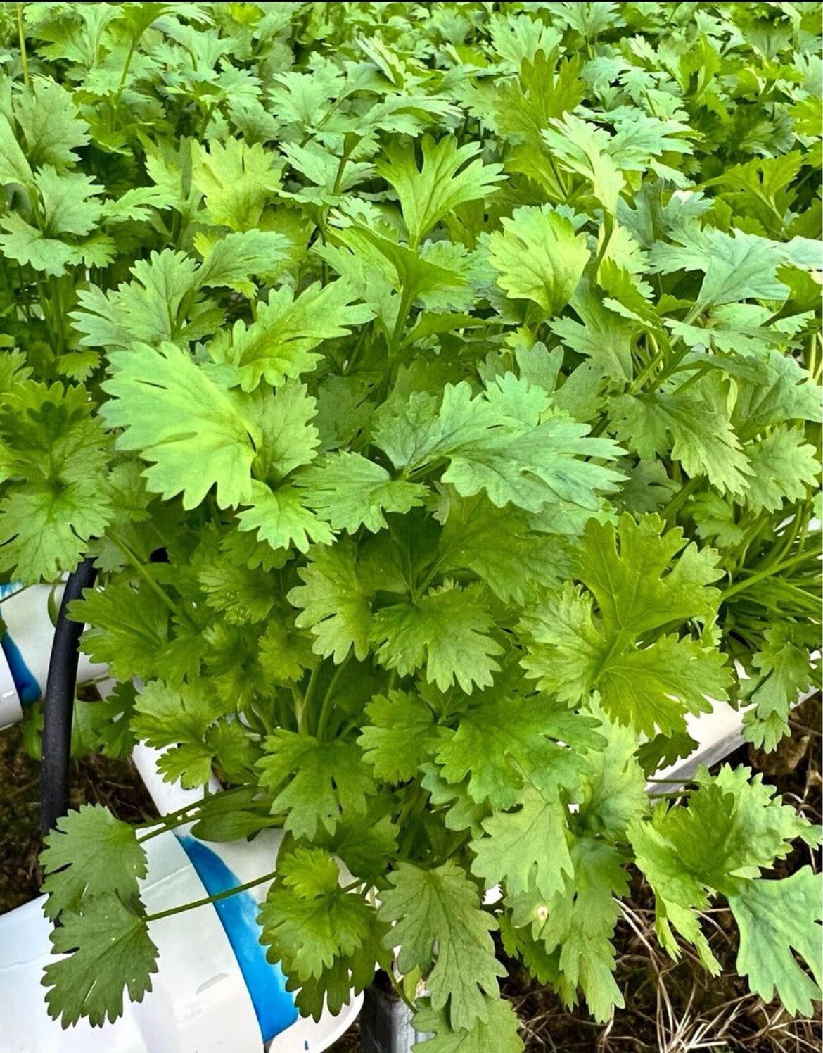 100+ Cilantro Seeds (Split), Leisure Coriander, Coriandrum sativum