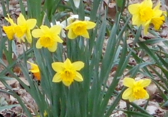 1000 fresh DAFFODIL SEEDS Narcissus Jonquil *MUST PLANT IN SUMMER or FALL *READ*