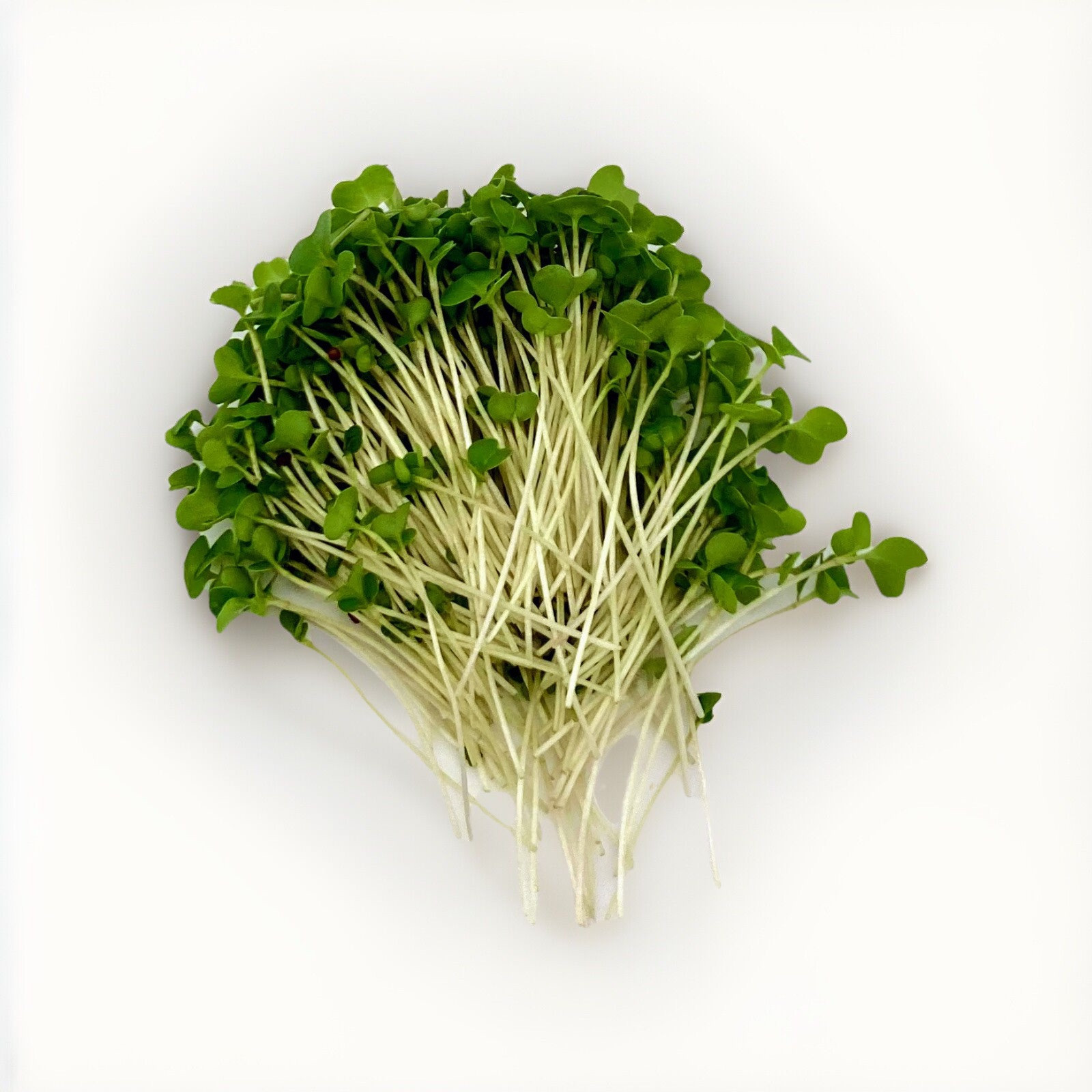 Organic Non-GMO Broccoli Seeds Sprouting Sprouts Microgreens of Pure*NEW*