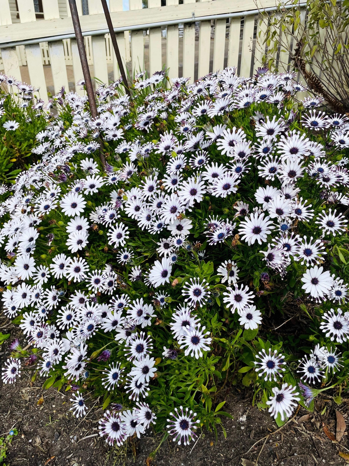 5 WHIRLIGIG OSTEOSPERMUM Fruticosum Pinwheel African Cape Daisy Flower Seeds