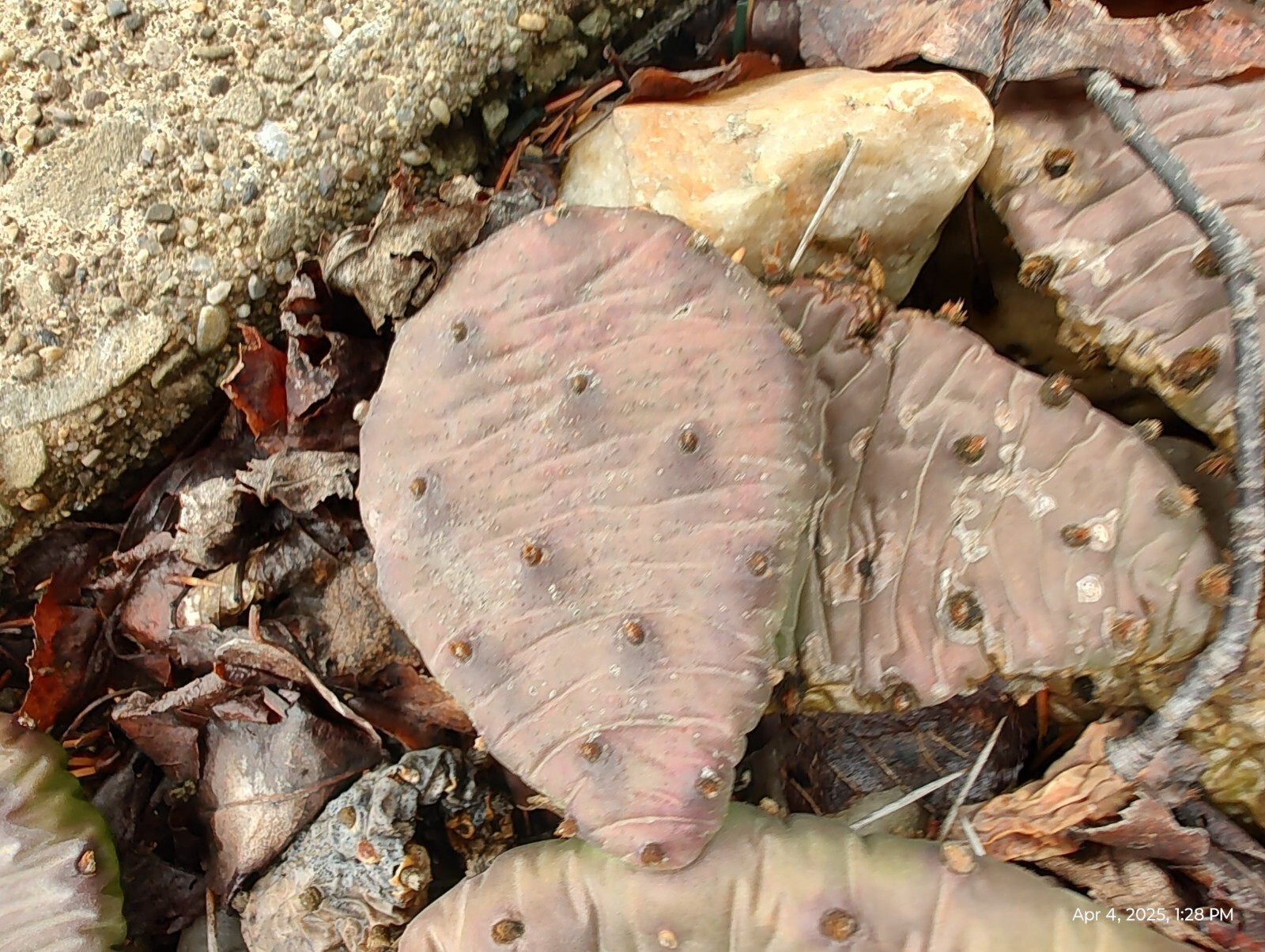 Cactus Prickly Pear Winter hardy 9 pads