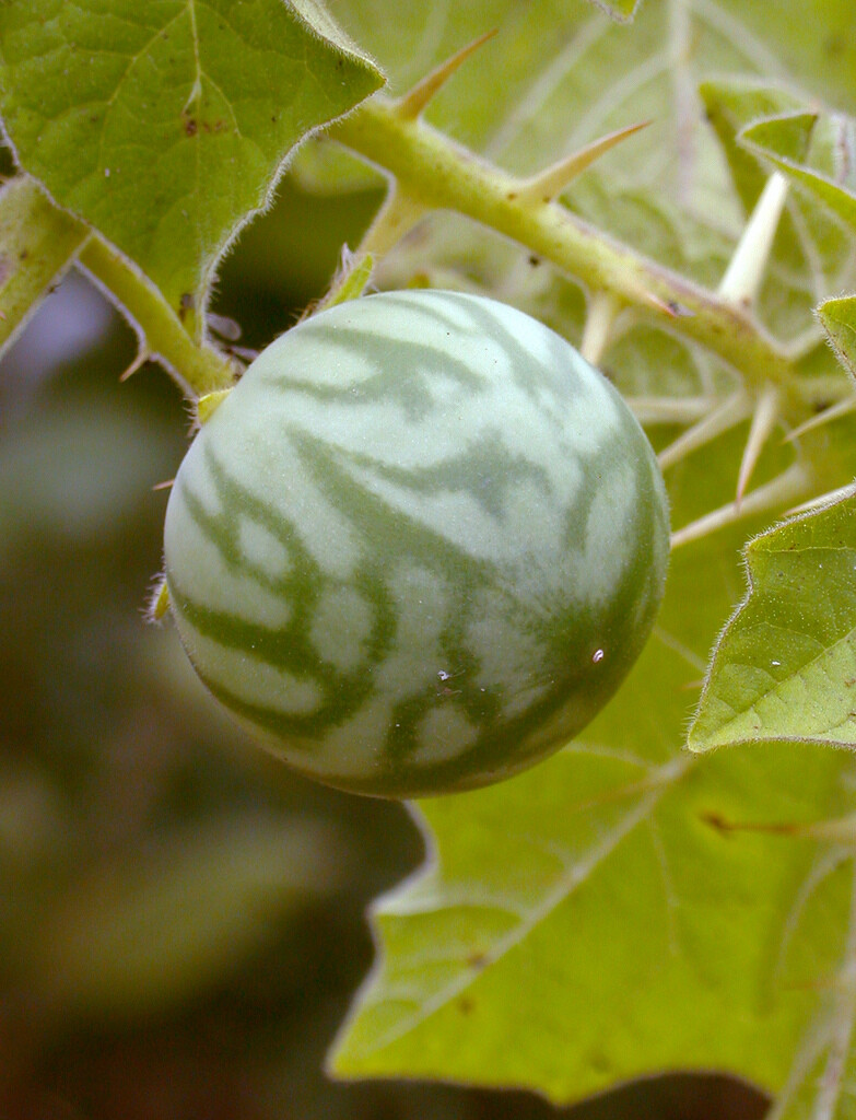 Solanum Virginianum 25 Seeds, Small Shrub Surattense Medicinal Nightshade
