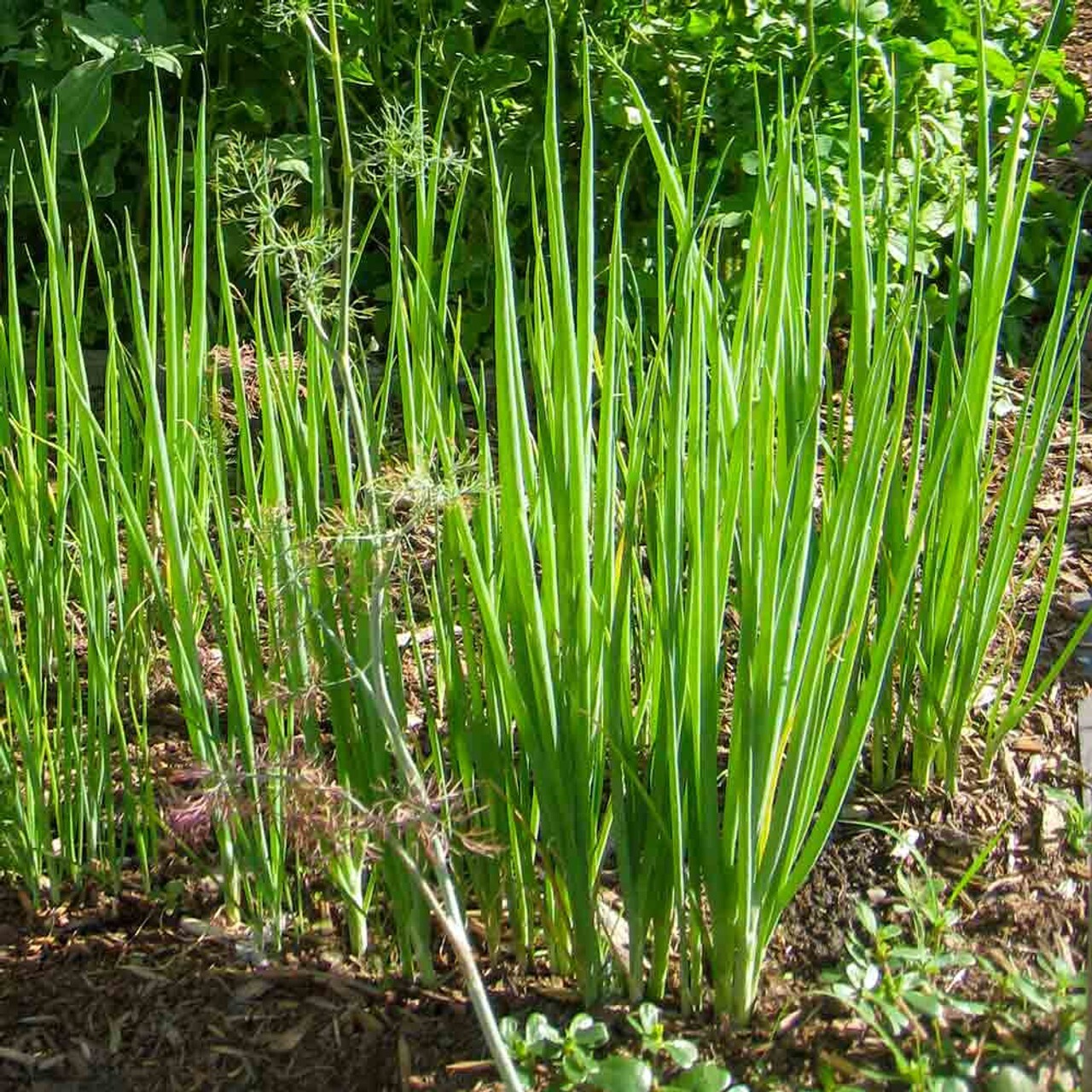 250 Organic Non-GMO Tokyo Long Bunching Green Onion Seeds- Seeds Of Tomorrow