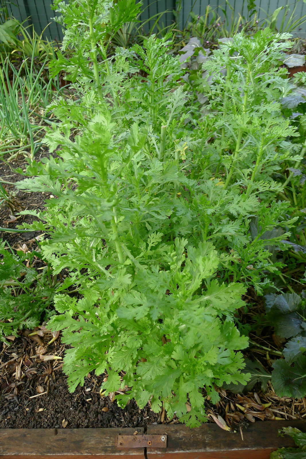 1000+ seeds Shungiku, chrysanthemum,Tong Ho ,Tan Ngo, Cai Cuc, Tan O 虎耳大葉茼蒿seeds