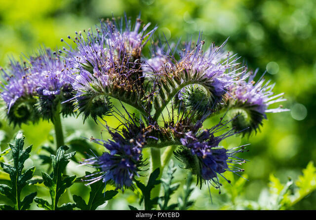 300+ LACY PHACELIA SEEDS Phacelia Tanacetifolia cover crop, attract pollinators